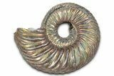 Iridescent, Pyritized Ammonite (Quenstedticeras) Fossil - Russia #336221-1